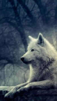 Wolf Wallpaper 3