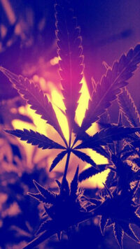 Weed Wallpaper 8