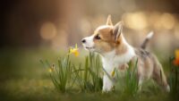 Corgi Wallpaper 9