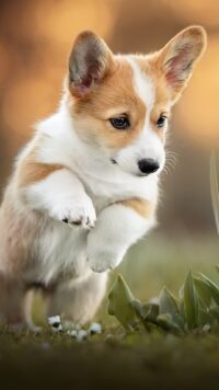 Corgi Wallpaper 6