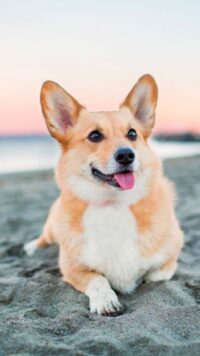 Corgi Wallpaper 5