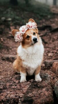 Corgi Wallpaper 3