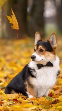 Corgi Wallpaper 1