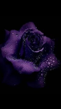 Dark Purple Wallpaper 7