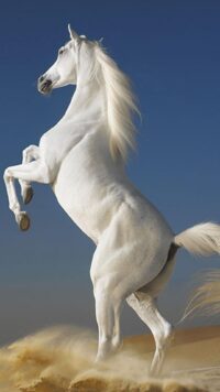 Horse Wallpaper 3