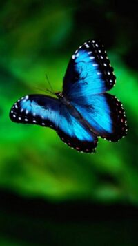 Butterfly Wallpaper 7