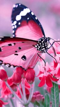 Butterfly Wallpaper 6