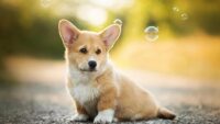 Corgi Wallpaper 9