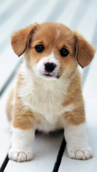 Corgi Wallpaper 7