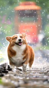 Corgi Wallpaper 5