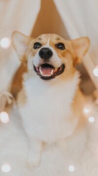 Corgi Wallpaper 2