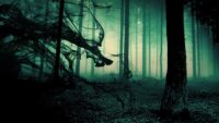 Dark Forest Wallpaper 8