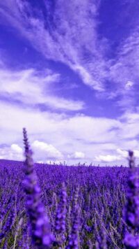 Lavender Wallpaper 1