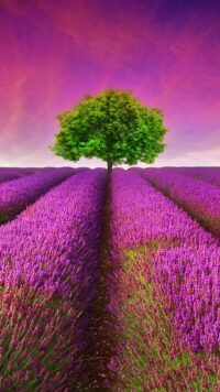 Lavender Wallpaper 10