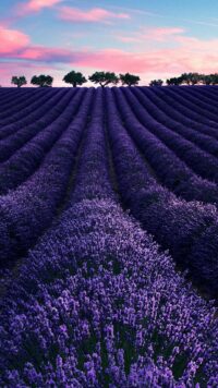 Lavender Wallpaper 2