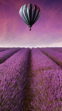 Lavender Wallpaper 6