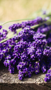 Lavender Wallpaper 3