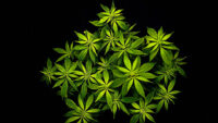 Weed Wallpaper 2