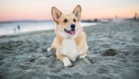 Corgi Wallpaper 10