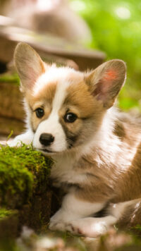 Corgi Wallpaper 7