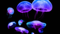 Jellyfish Wallpaper 9