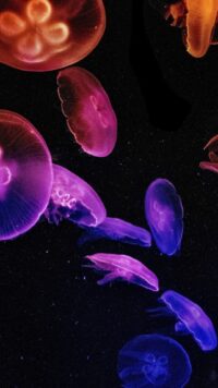 Jellyfish Wallpaper 8