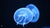 Jellyfish Wallpaper 10