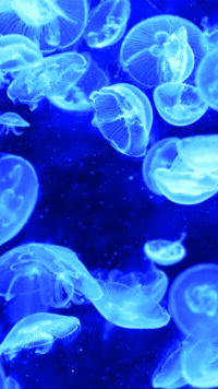 Jellyfish Wallpaper 7