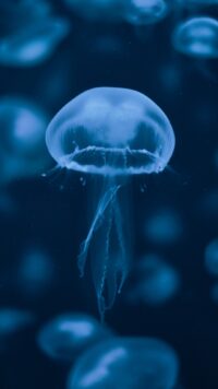 Jellyfish Wallpaper 5