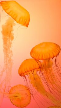 Jellyfish Wallpaper 2