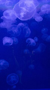 Jellyfish Wallpaper 1