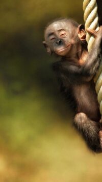 Monkey Wallpaper 4