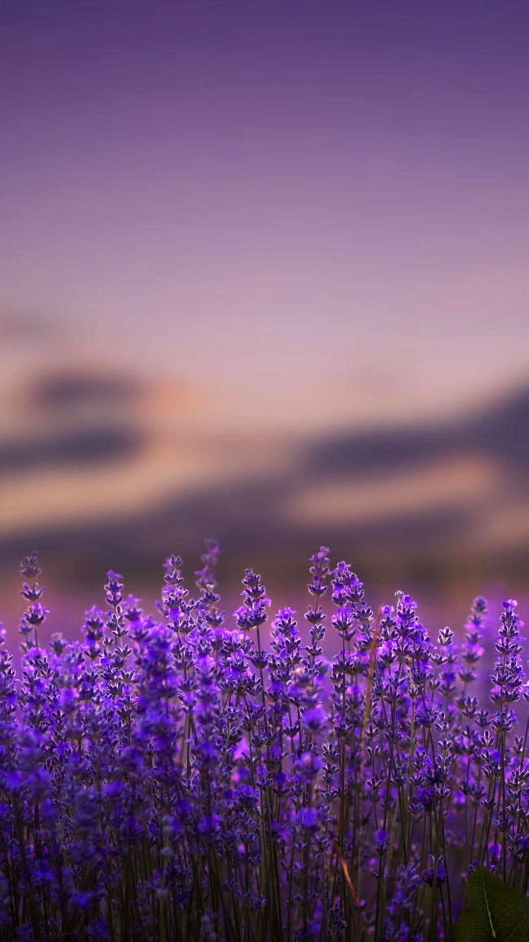 Proven Winners Sweet Romance Lavender Lavandula Live