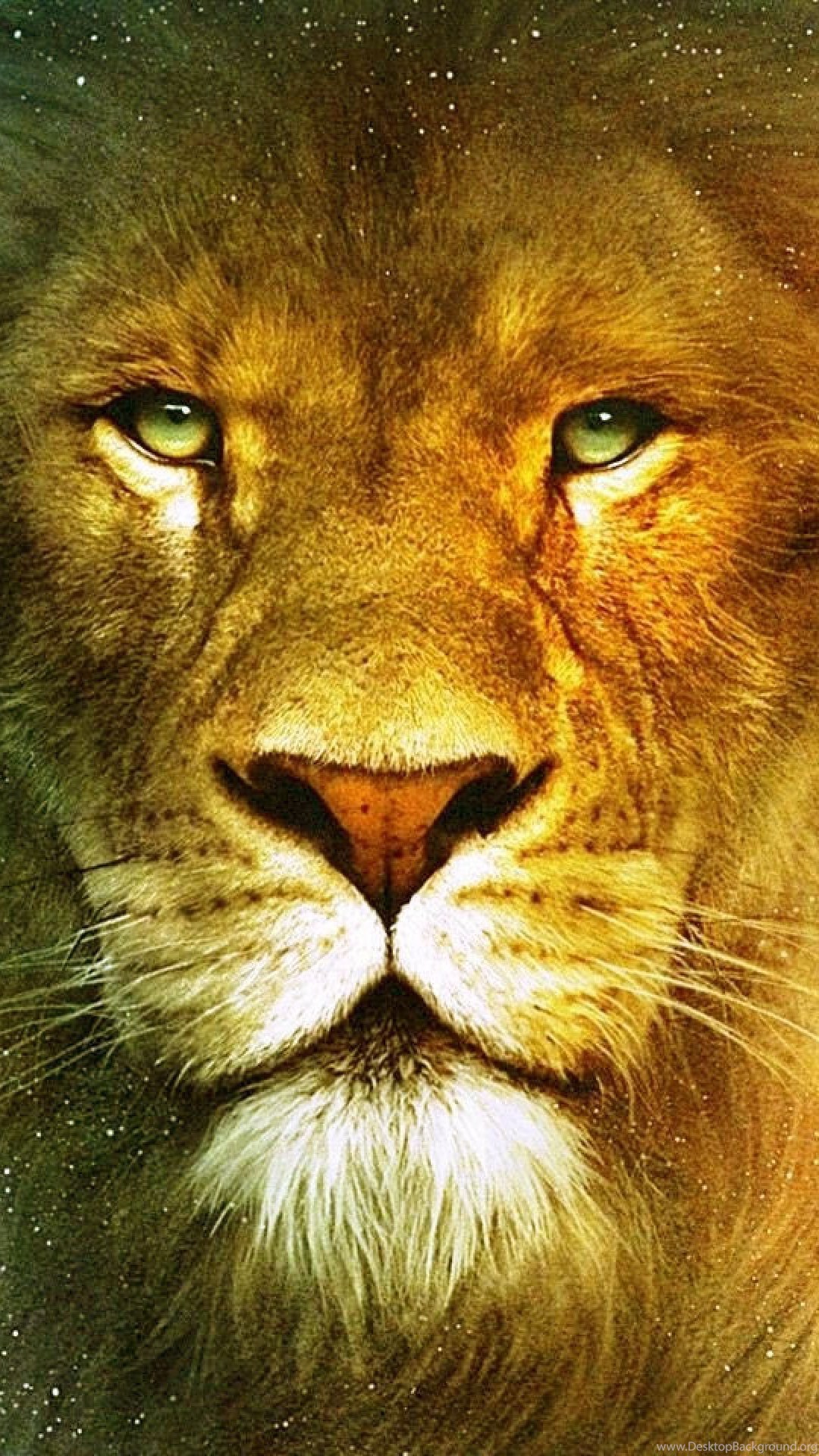 Lion Wallpaper - KoLPaPer - Awesome Free HD Wallpapers