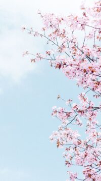 Cherry Blossom Wallpaper 6