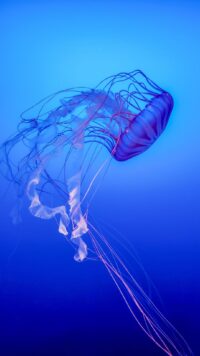 Jellyfish Wallpaper 5