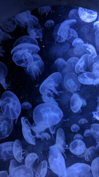 Jellyfish Wallpaper 6