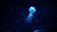 Jellyfish Wallpaper 3