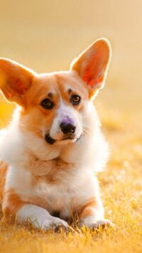 Corgi Wallpaper 4