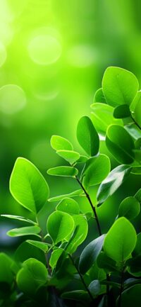 Green Leaves Wallpaper 7