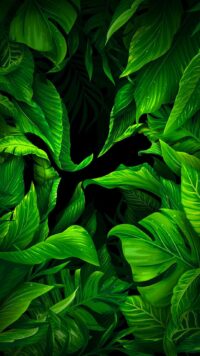 Green Leaves Wallpaper 8