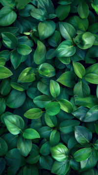 Green Leaves Wallpaper 6