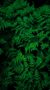 Green Leaves Wallpaper 5