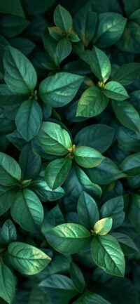 Green Leaves Wallpaper 4