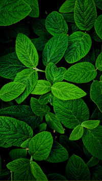 Green Leaves Wallpaper 3