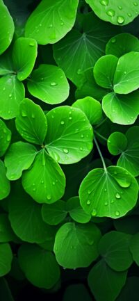 Green Leaves Wallpaper 2