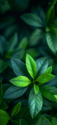 Green Leaves Wallpaper 1